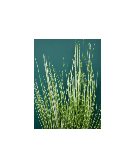 Dirbtinis augalas "Zebra Grass"