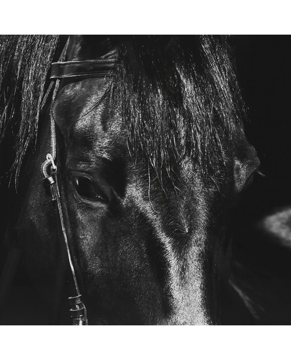 Monochrominis paveikslas "Black Horse"
