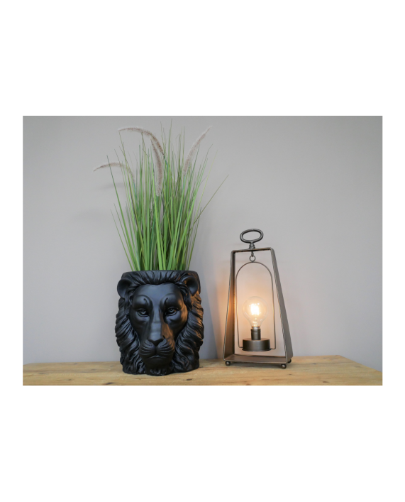 Vazonas "Black Lion"