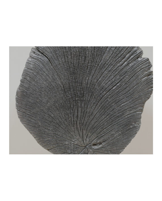 Dekoracija "Black Wood"