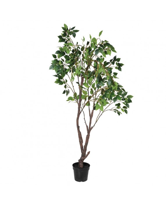 Medelis vazone "Ficus"