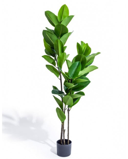 Dirbtinis plačialapis augalas "Ficus"