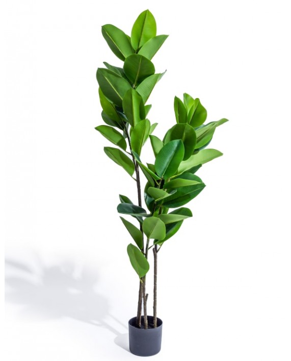 Dirbtinis plačialapis augalas "Ficus"