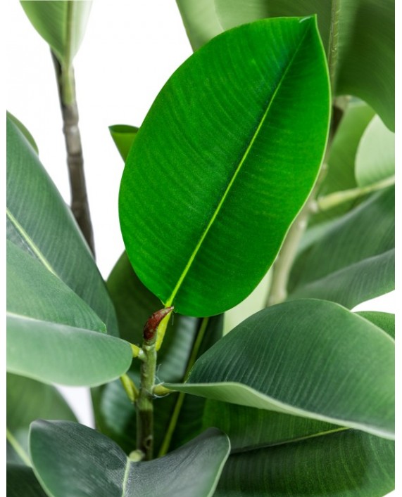 Dirbtinis plačialapis augalas "Ficus"