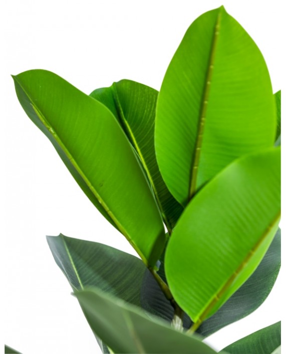 Dirbtinis plačialapis augalas "Ficus"
