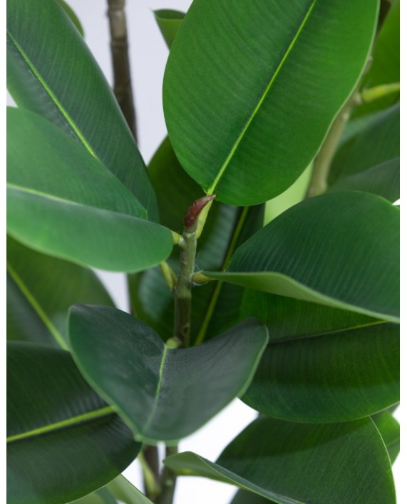 Dirbtinis plačialapis augalas "Ficus"