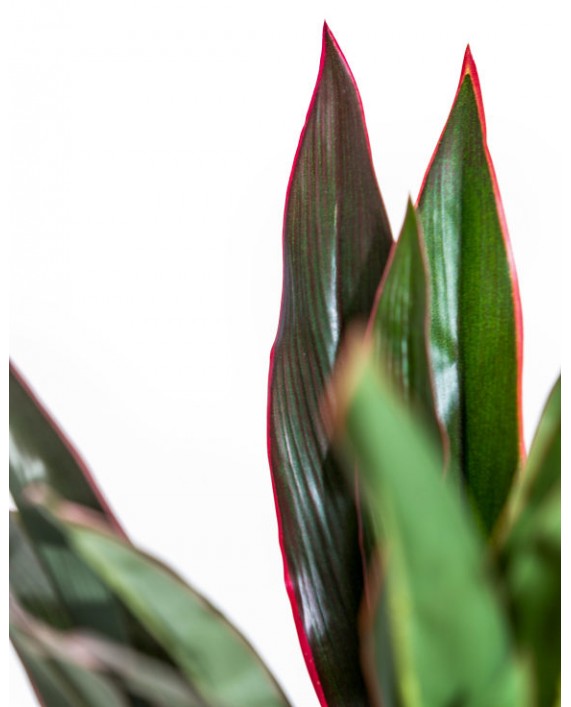 Dirbtinis augalas "Red-Edged Dracaena"