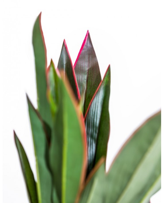 Dirbtinis augalas "Red-Edged Dracaena"