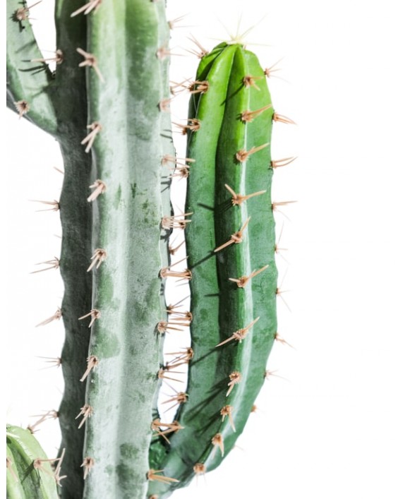 Dirbtinis kaktusas "Cactus Classic"