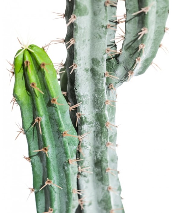 Dirbtinis kaktusas "Cactus Classic"
