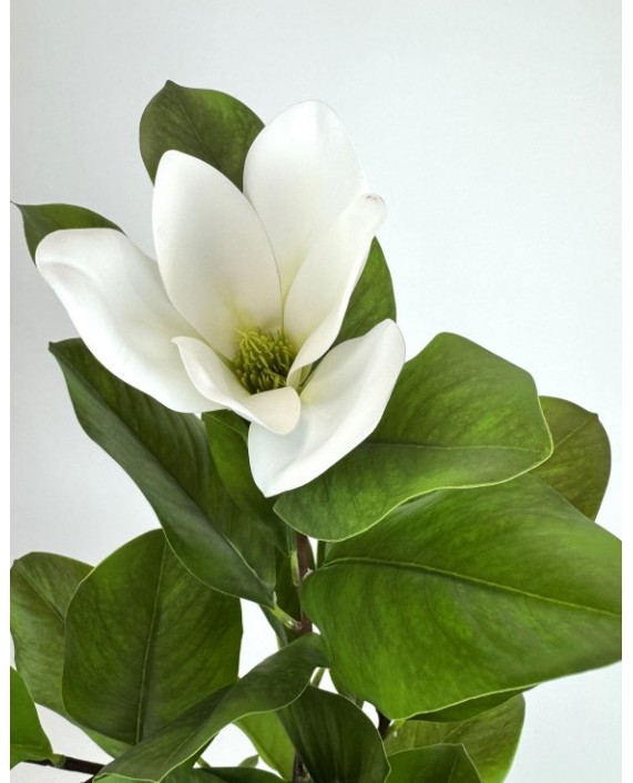 Dirbtinis magnolijos medelis vazone Dirbtinis magnolijos medelis vazone