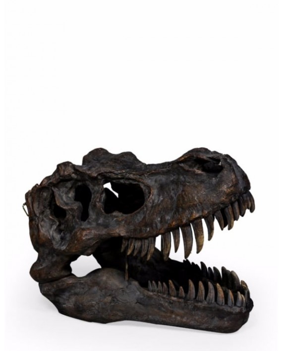 Interjero dekoracija "T-REX SKULL XL"